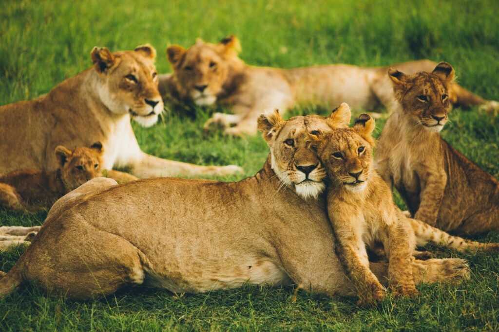 Kenia Safari Kosten – Löwen in der Masai Mara