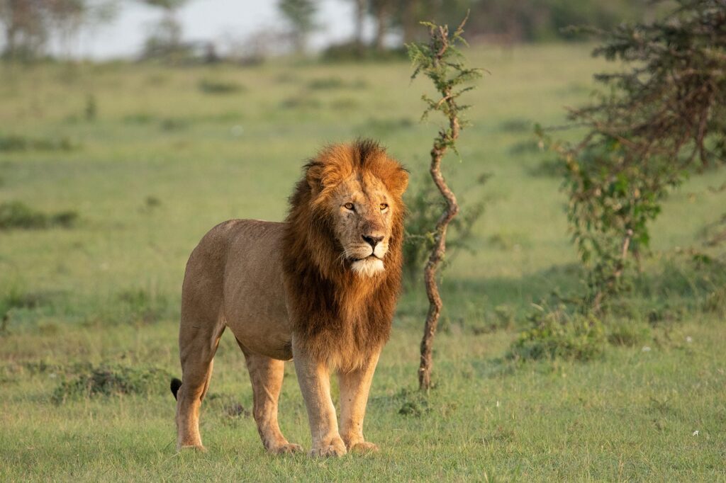 lion, feline, mammal, animal, wild animal, wildlife, wilderness, masai mara, kenia, nature, africa, fauna